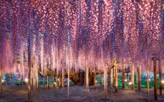 Giappone: cosa vedere. L'albero della vita di Avatar.