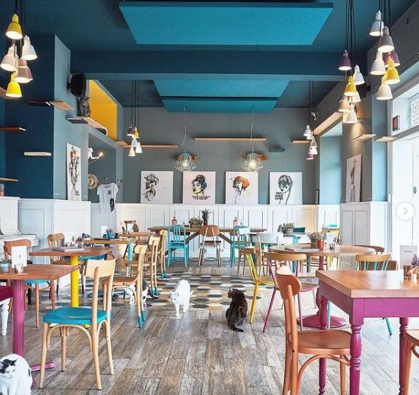 ristoranti particolari Lazio Romeow Cat Bistrot 001