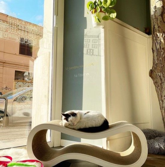 ristoranti particolari Lazio Romeow Cat Bistrot 001