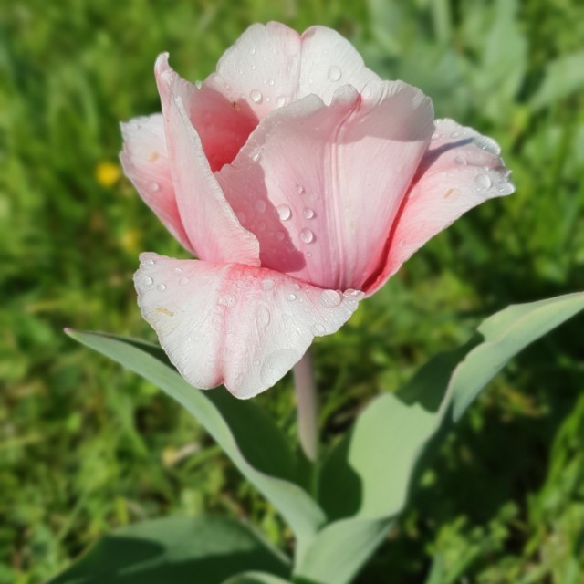 Tulipani Giardinity Villa Pisani