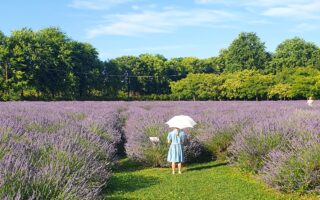 labirinto di lavanda