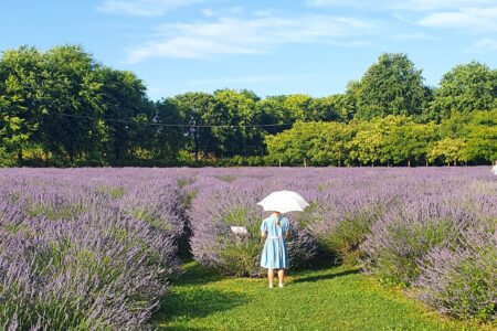 labirinto di lavanda